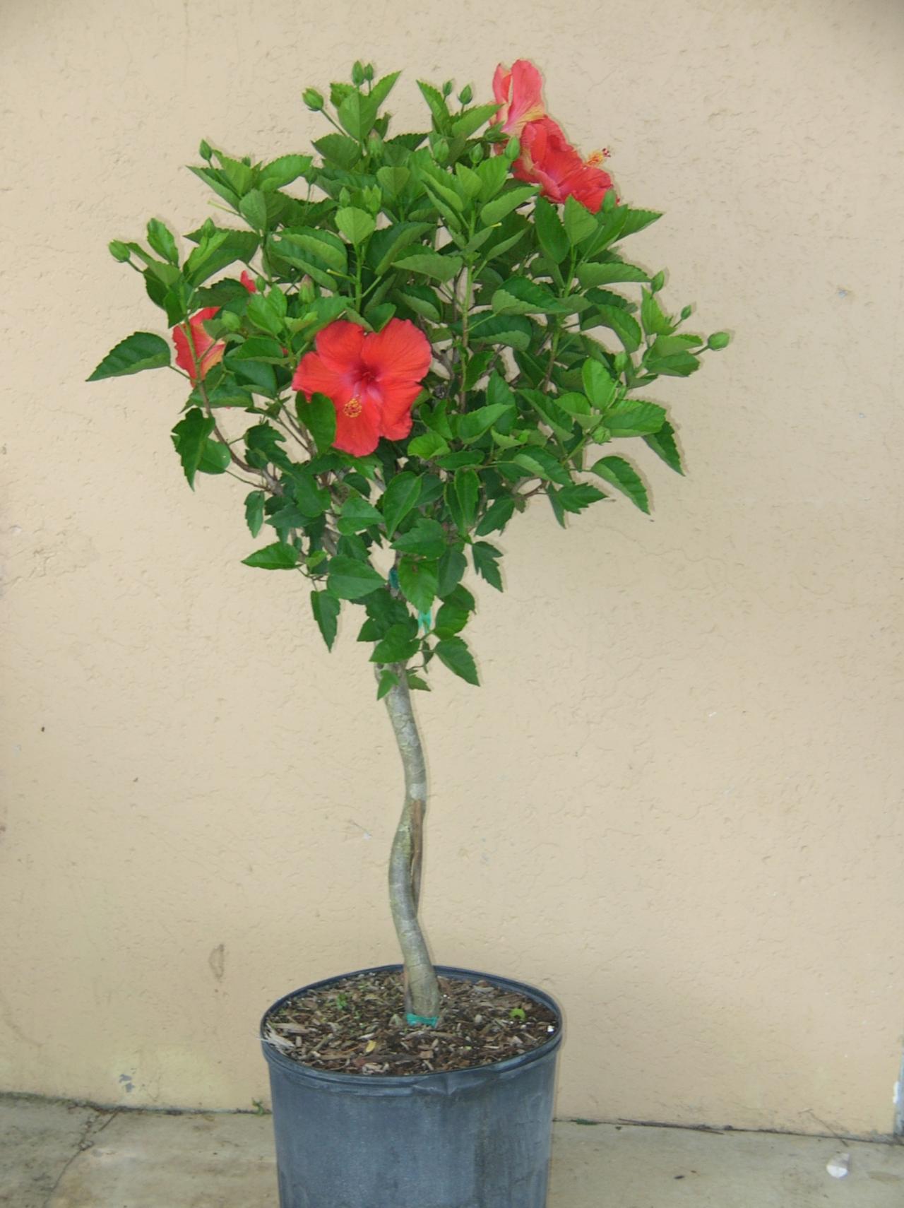 Rosa-sinensis